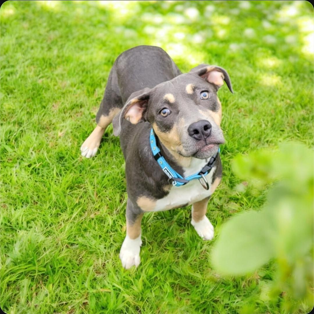 Enlarge Misty, a Adopted mixed breed in Elwood, NJ image 5/5