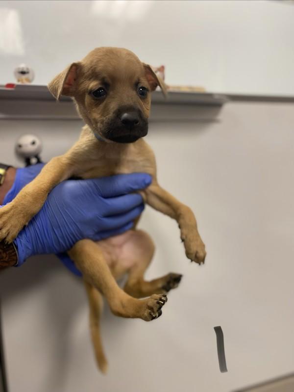 Enlarge Ralph, a Adoptable mixed breed in Victorville, CA image 1/1