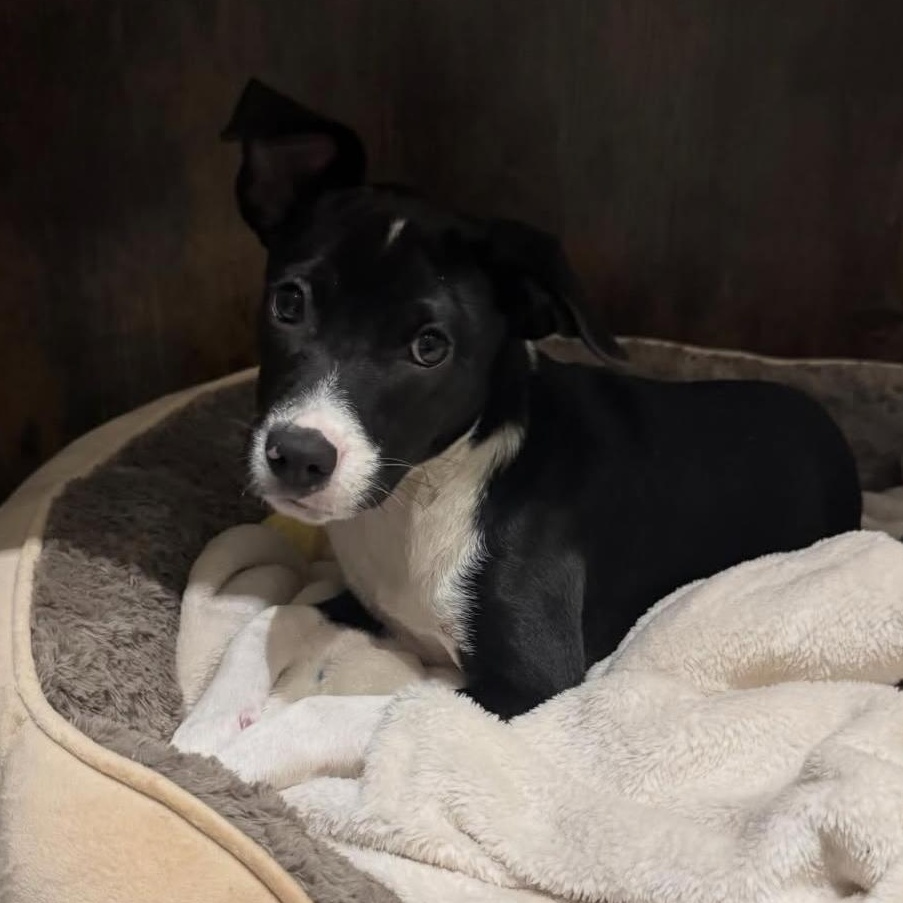 Blacky, a ADOPTABLE Mixed Breed in San Juan, PR image 3/3