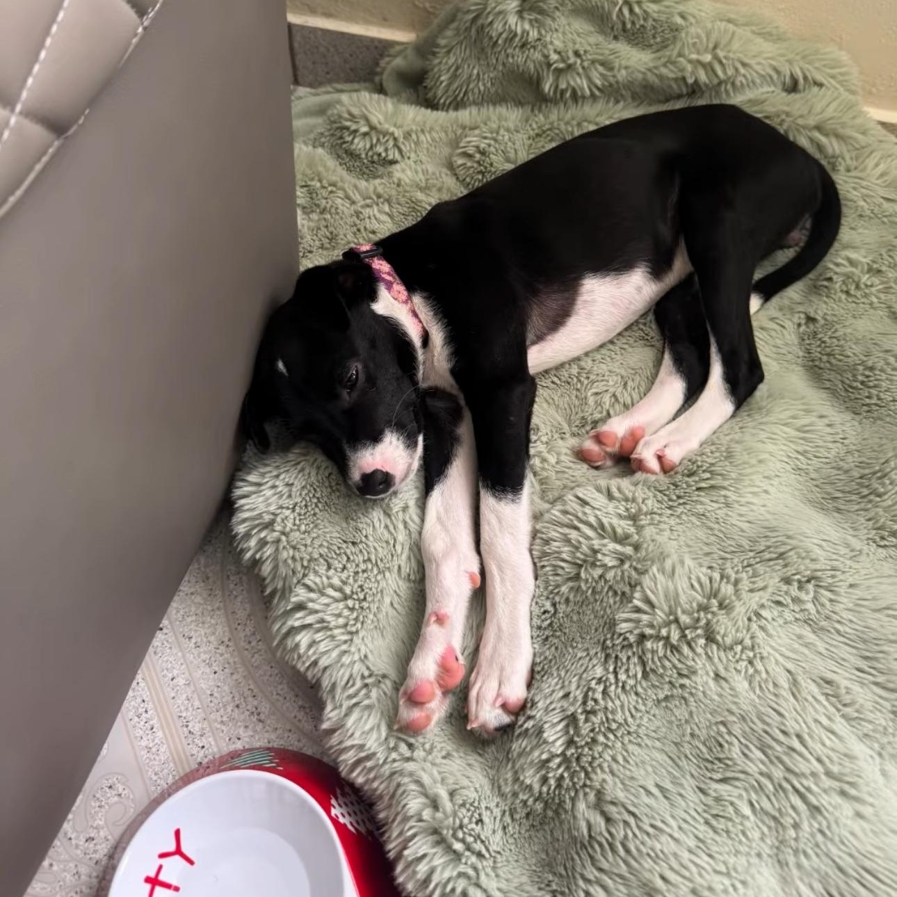 Blacky, a ADOPTABLE Mixed Breed in San Juan, PR image 2/3