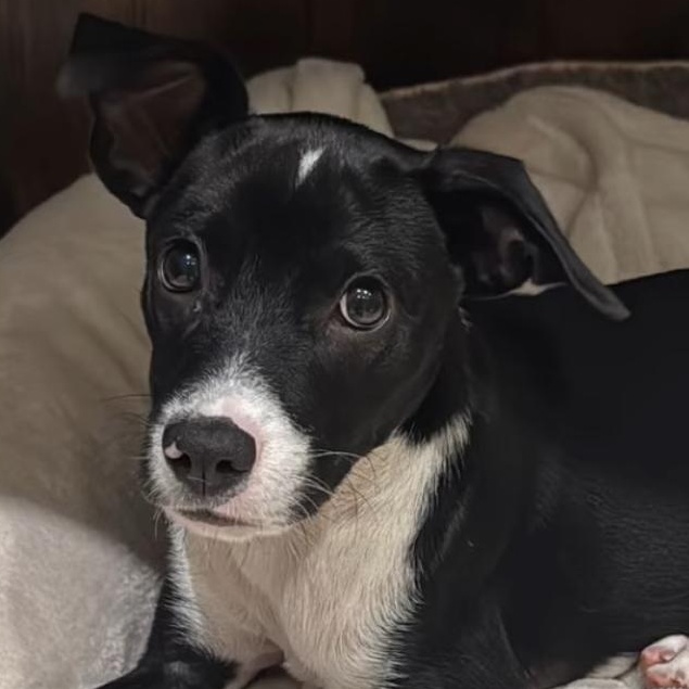 Blacky, ADOPTABLE, Puppy Male Mixed Breed.