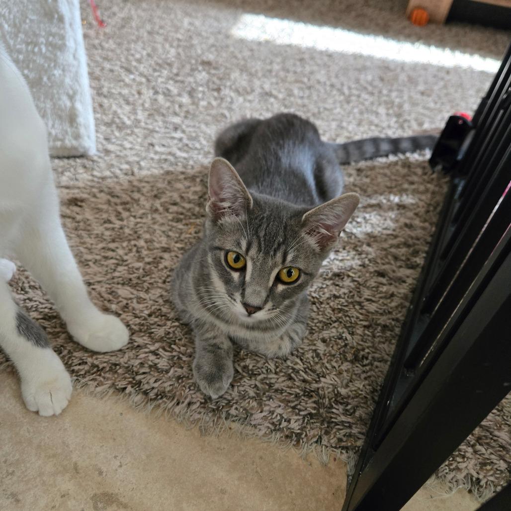 Flourescent, Adoptable, Young Female Domestic Medium Hair.