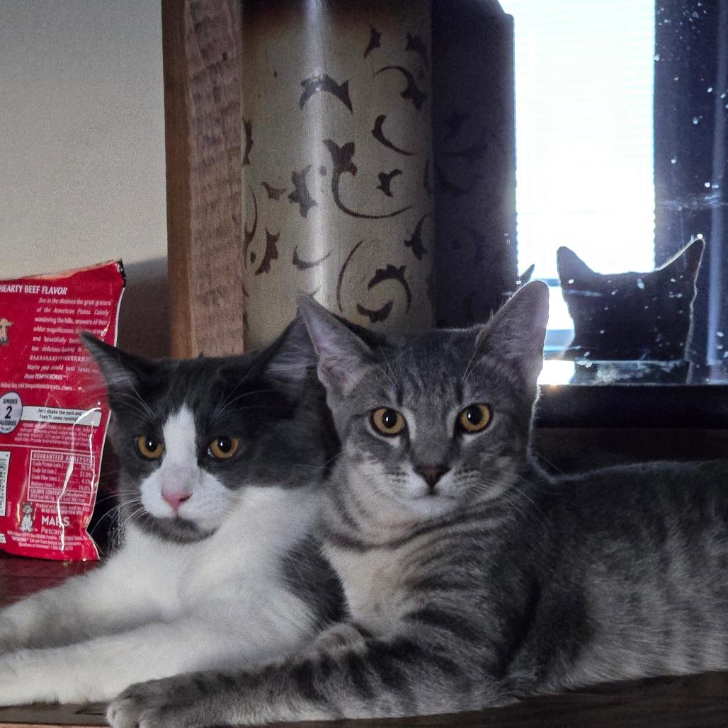 Flourescent, a Adoptable Domestic Medium Hair in Brea, CA image 2/6