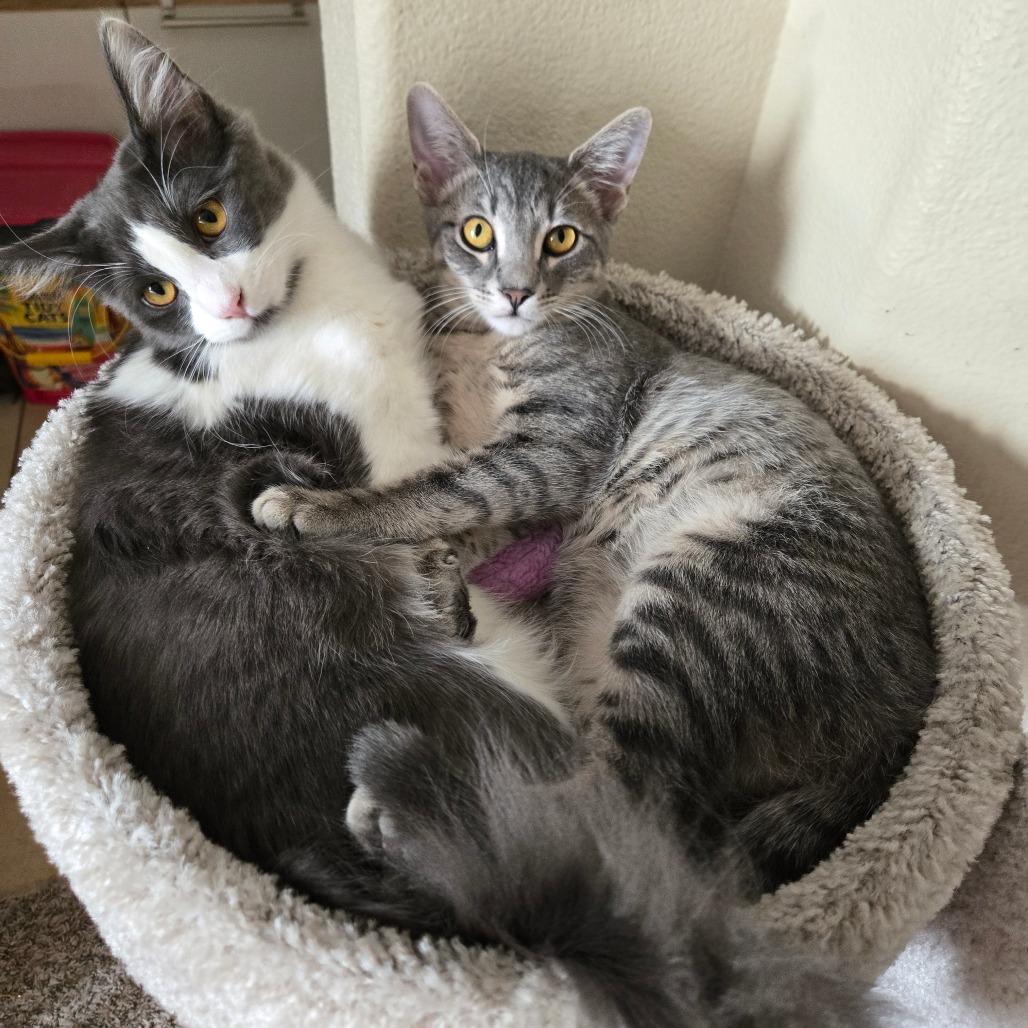 Flourescent, a Adoptable Domestic Medium Hair in Brea, CA image 3/6