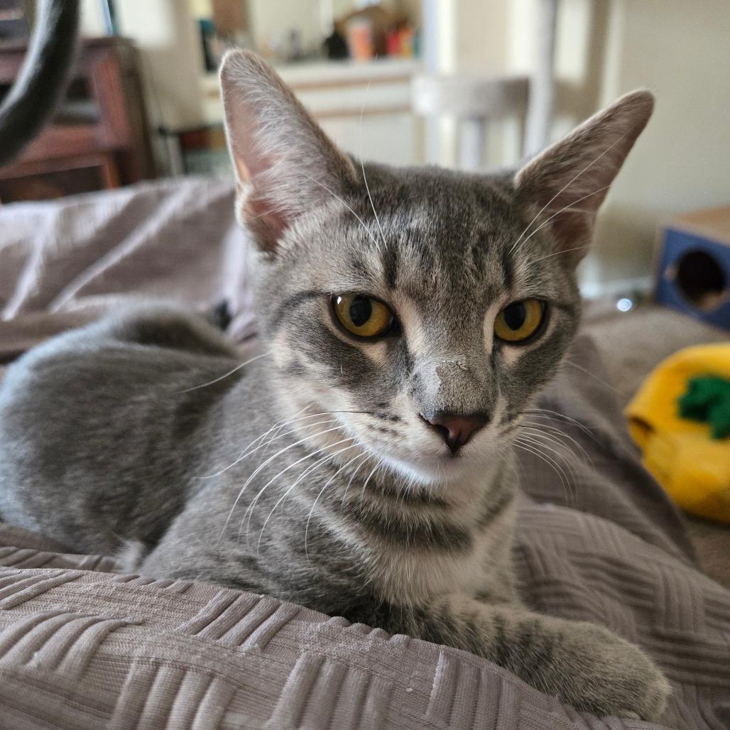 Flourescent, a Adoptable Domestic Medium Hair in Brea, CA image 4/6