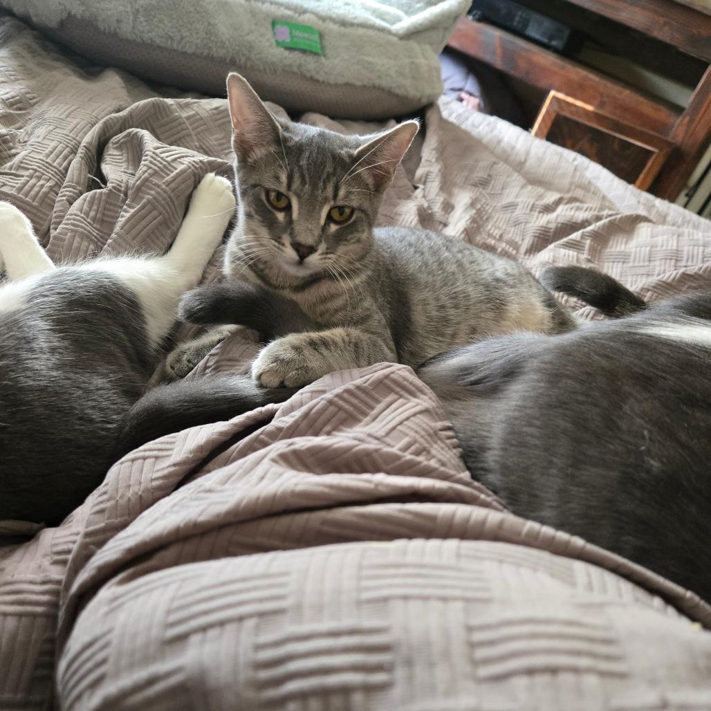 Flourescent, a Adoptable Domestic Medium Hair in Brea, CA image 5/6