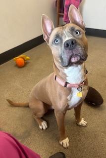 Hogan