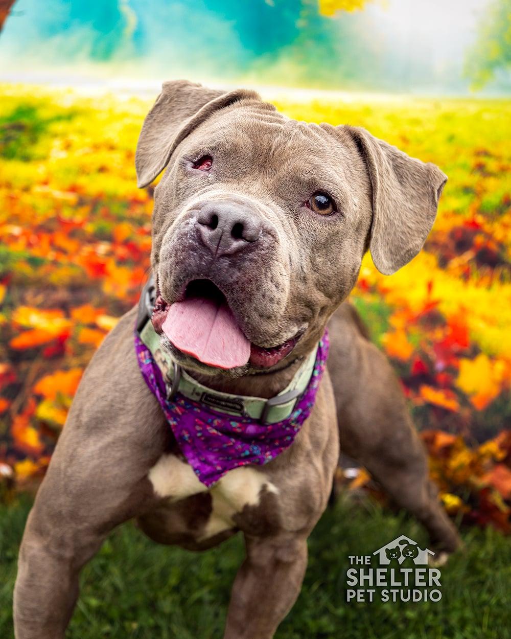 Enlarge Rizzo AVAILABLE, a Adoptable mixed breed in Canton, OH image 2/5