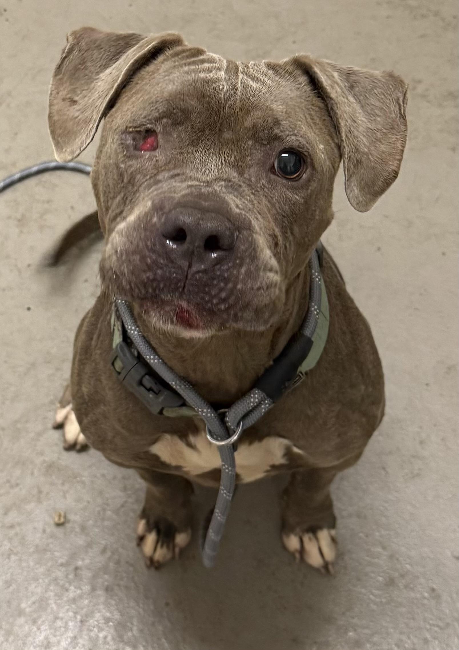 Enlarge Rizzo AVAILABLE, a Adoptable mixed breed in Canton, OH image 4/5