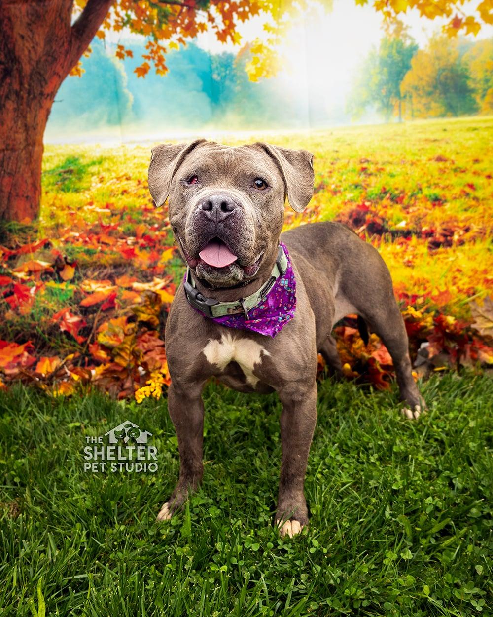 Rizzo AVAILABLE, Adoptable, Adult Female Pit Bull Terrier.