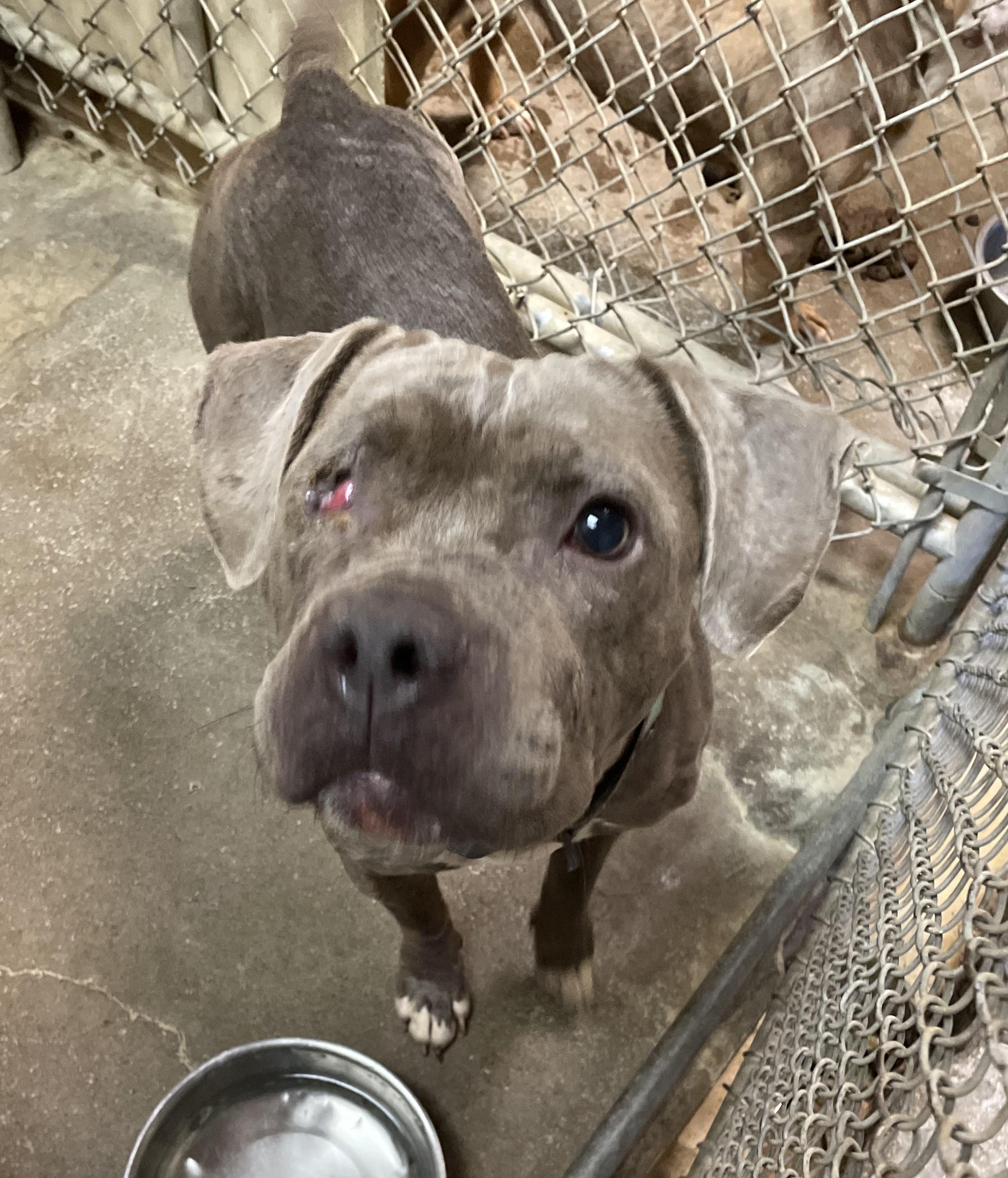 Enlarge Rizzo AVAILABLE, a Adoptable mixed breed in Canton, OH image 5/5
