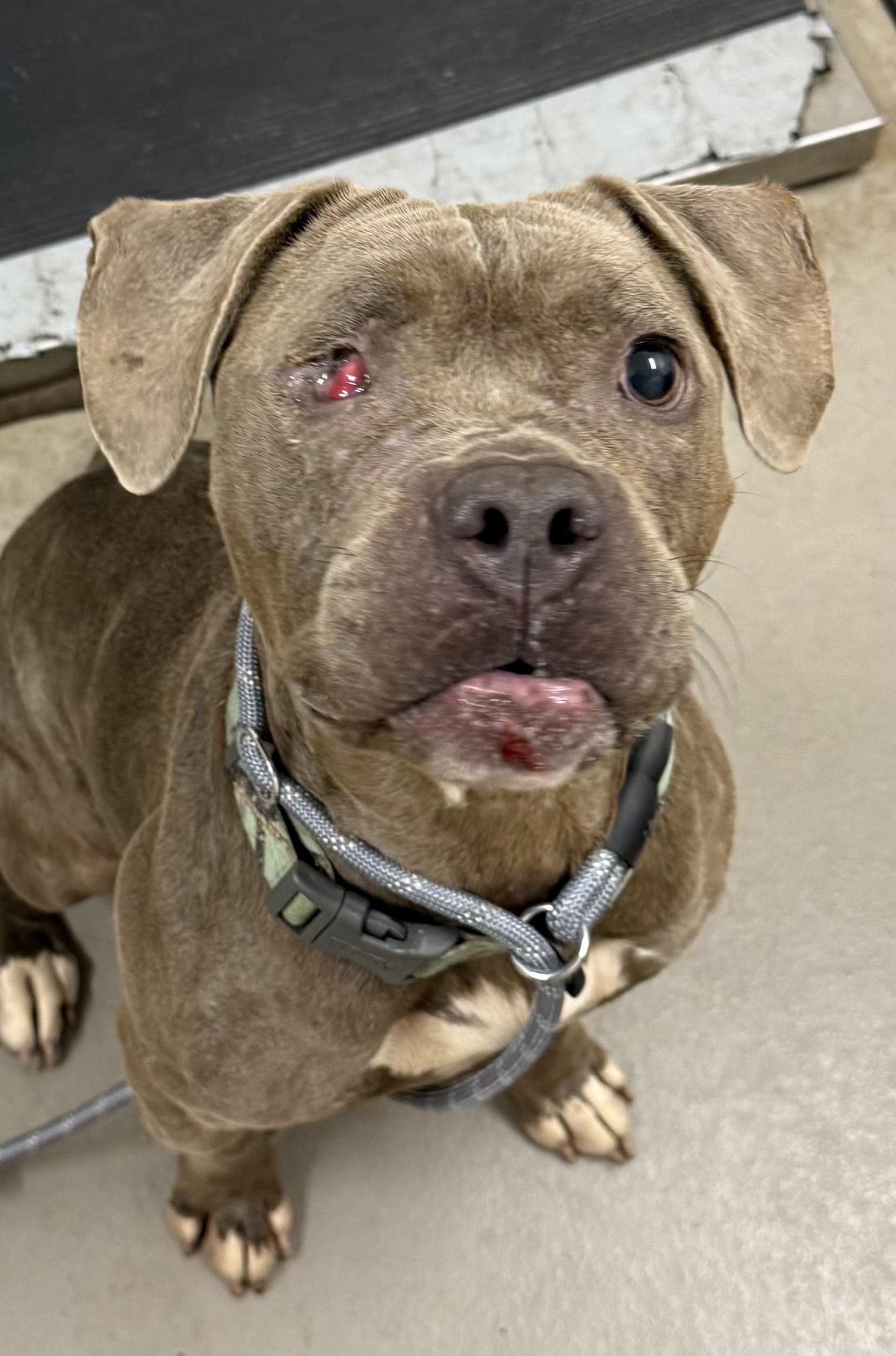 Enlarge Rizzo AVAILABLE, a Adoptable mixed breed in Canton, OH image 3/5