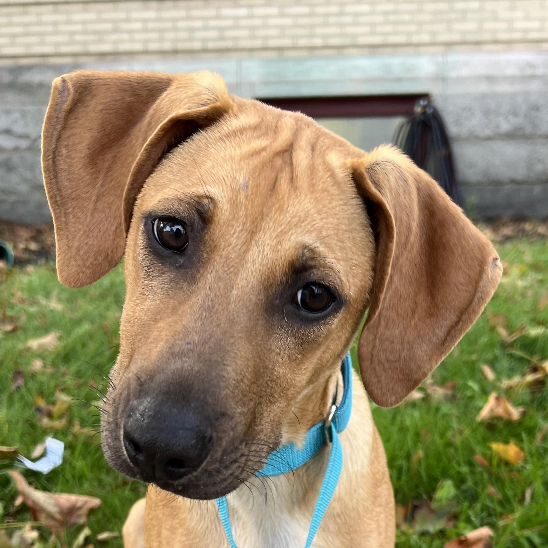 Scooby Doo Sunshine - Local pup — thumbnail 2