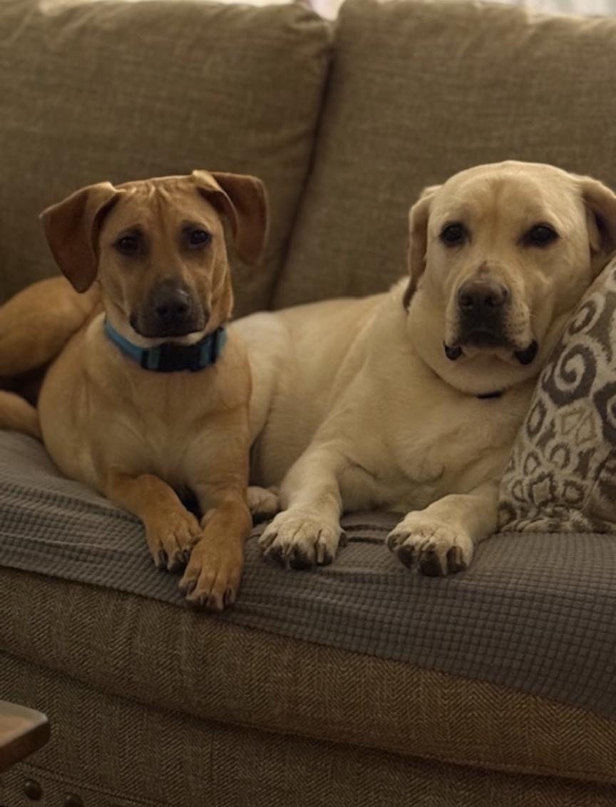 Scooby Doo Sunshine - Local pup — thumbnail 4