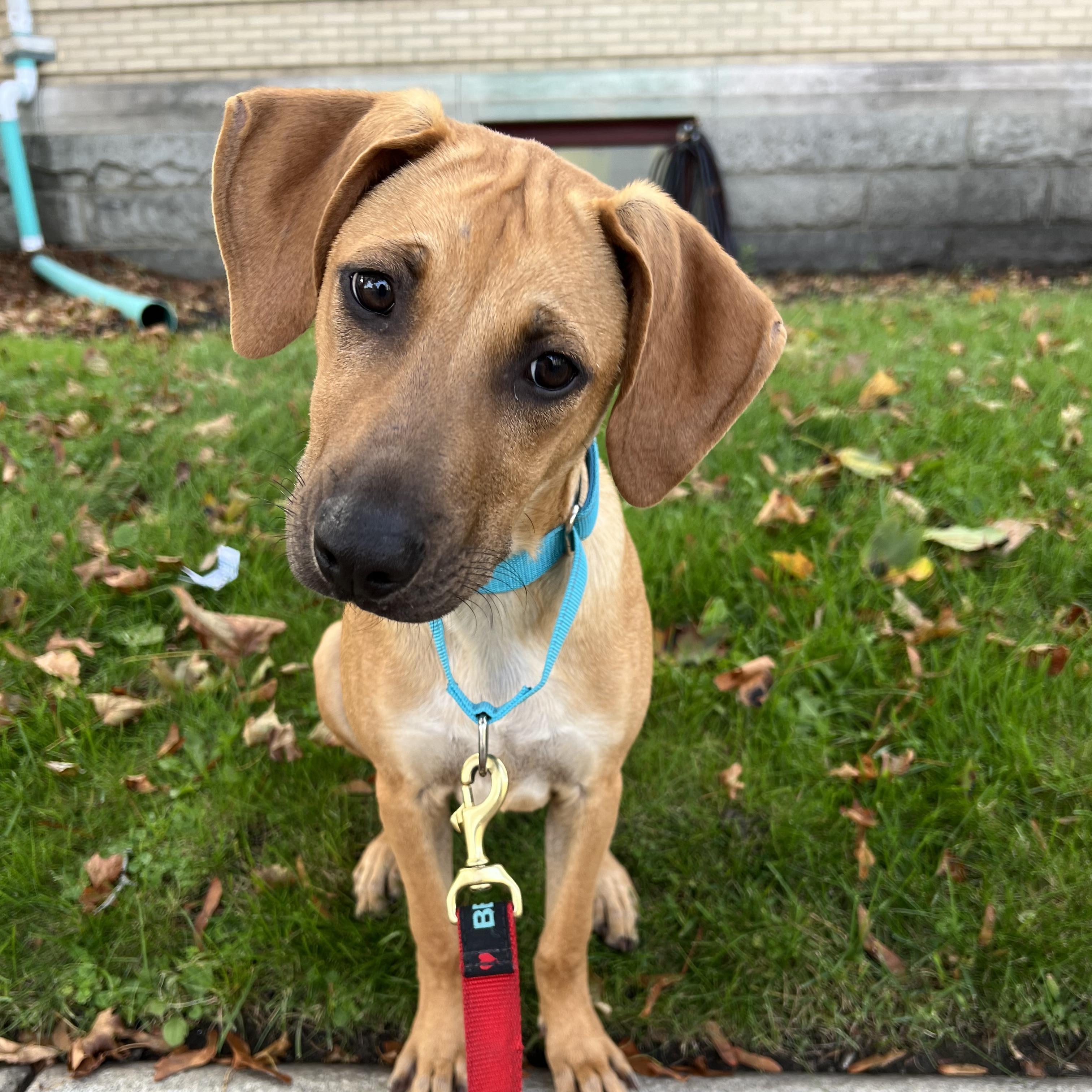 Scooby Doo Sunshine - Local pup — thumbnail 5