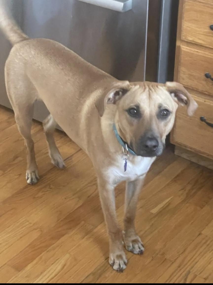 Scooby Doo Sunshine - Local pup — thumbnail 6