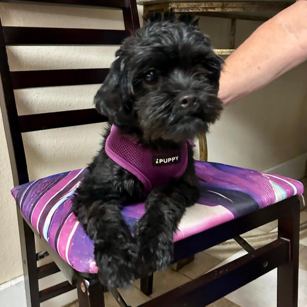 Nana, Adoptable, Young Female Maltese & Miniature Poodle.