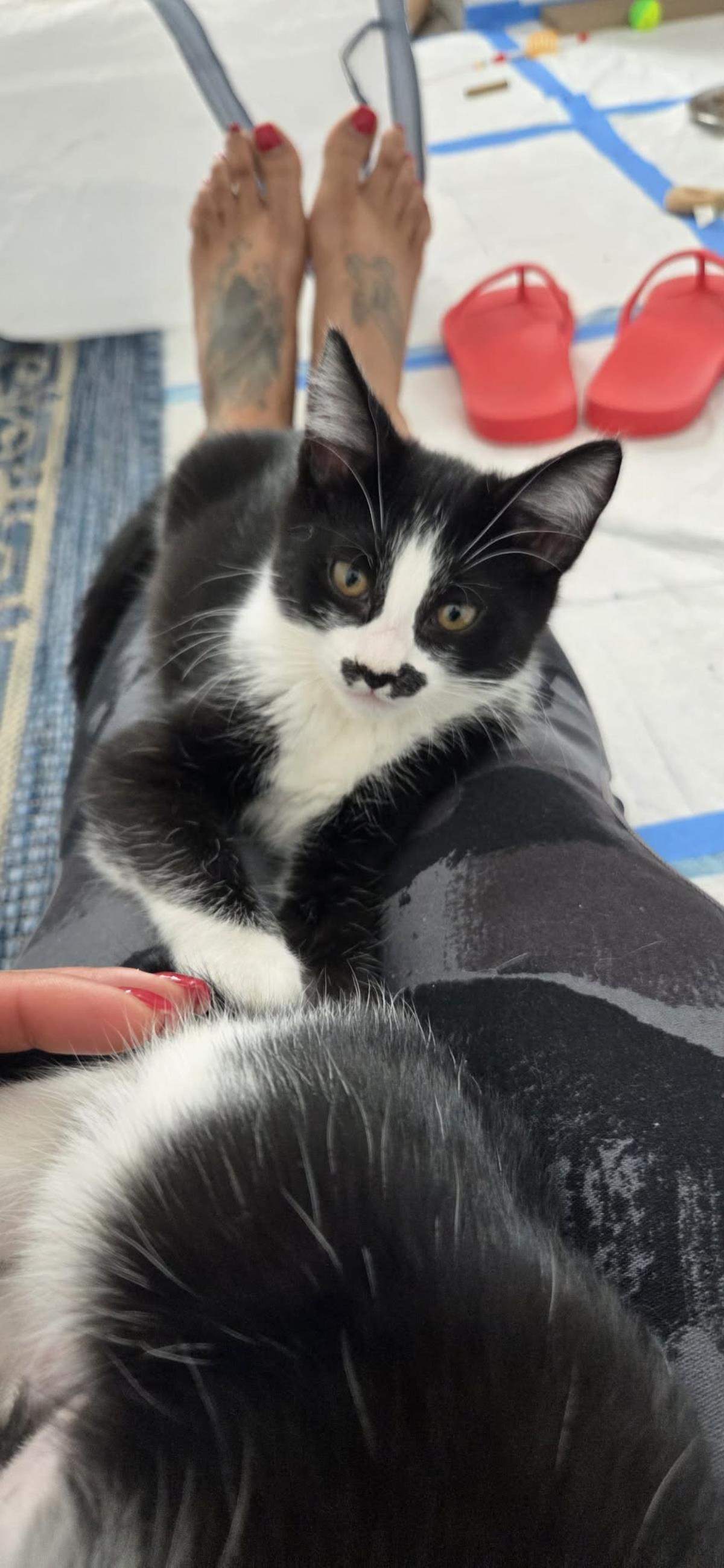 Stache, a Adoptable Domestic Short Hair in La Jolla, CA image 1/3