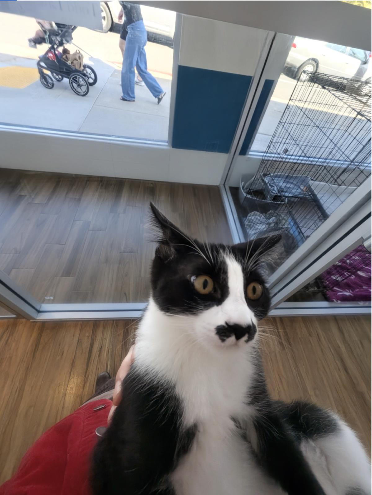 Stache, a Adoptable Domestic Short Hair in La Jolla, CA image 2/3