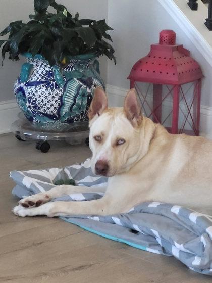 Sugar, a ADOPTABLE Mixed Breed in Athens, GA image 2/5