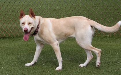 Sugar, a ADOPTABLE Mixed Breed in Athens, GA image 5/5
