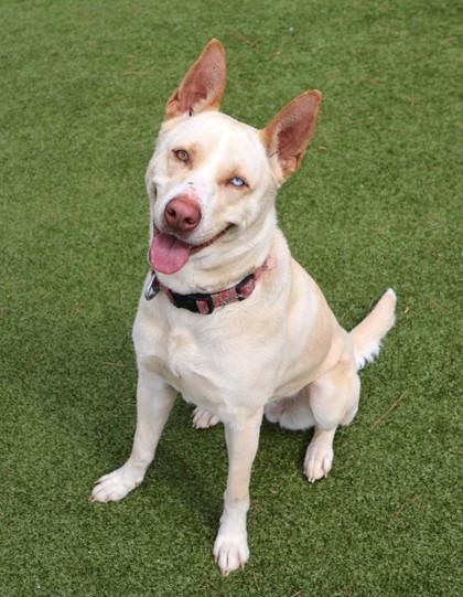 Sugar, a ADOPTABLE Mixed Breed in Athens, GA image 3/5