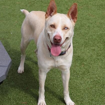 Sugar, a ADOPTABLE Mixed Breed in Athens, GA image 4/5