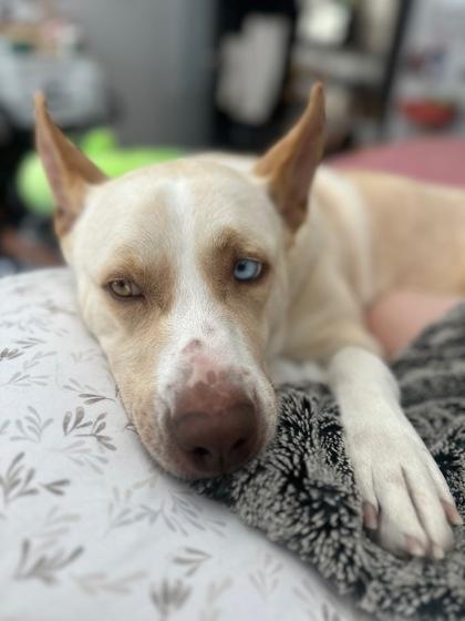 Sugar, ADOPTABLE, Adult Female Mixed Breed.