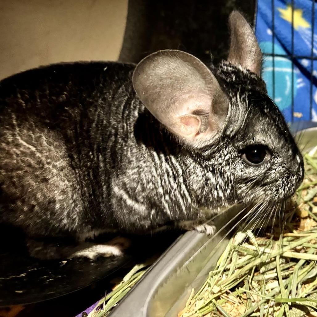 Abu M6450, Adoptable, Senior Male Chinchilla.