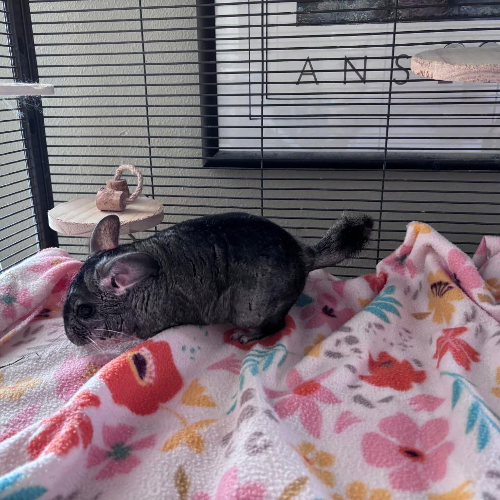 Enlarge Abu M6450, a Adoptable Chinchilla in Princeton, MN image 2/6