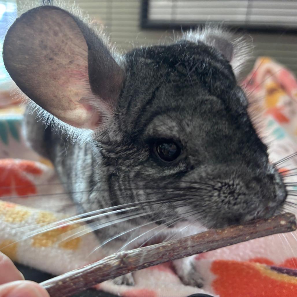 Enlarge Abu M6450, a Adoptable Chinchilla in Princeton, MN image 3/6