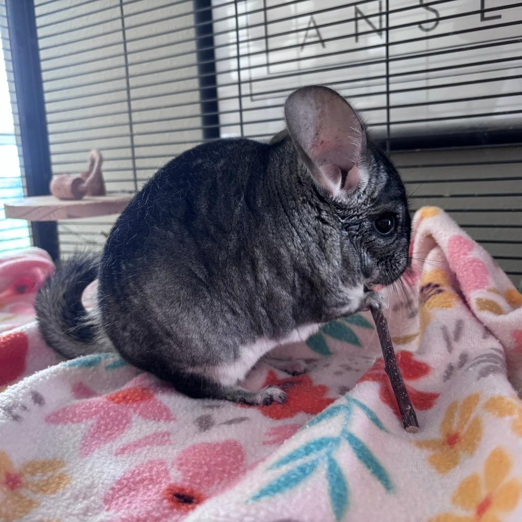 Enlarge Abu M6450, a Adoptable Chinchilla in Princeton, MN image 5/6