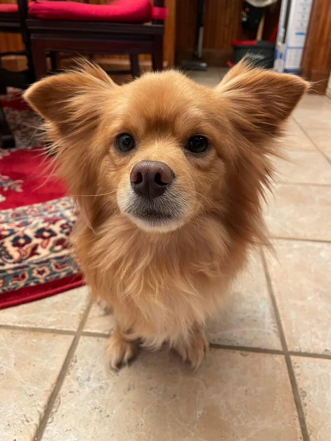 Enlarge Zohan, a Adoptable Pomeranian in Garland, TX image 1/3