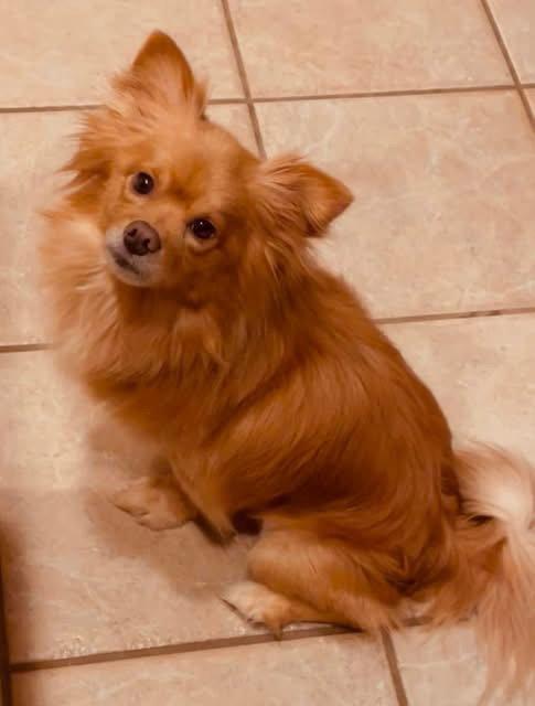 Enlarge Zohan, a Adoptable Pomeranian in Garland, TX image 2/3