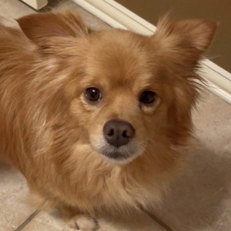 Enlarge Zohan, a Adoptable Pomeranian in Garland, TX image 3/3