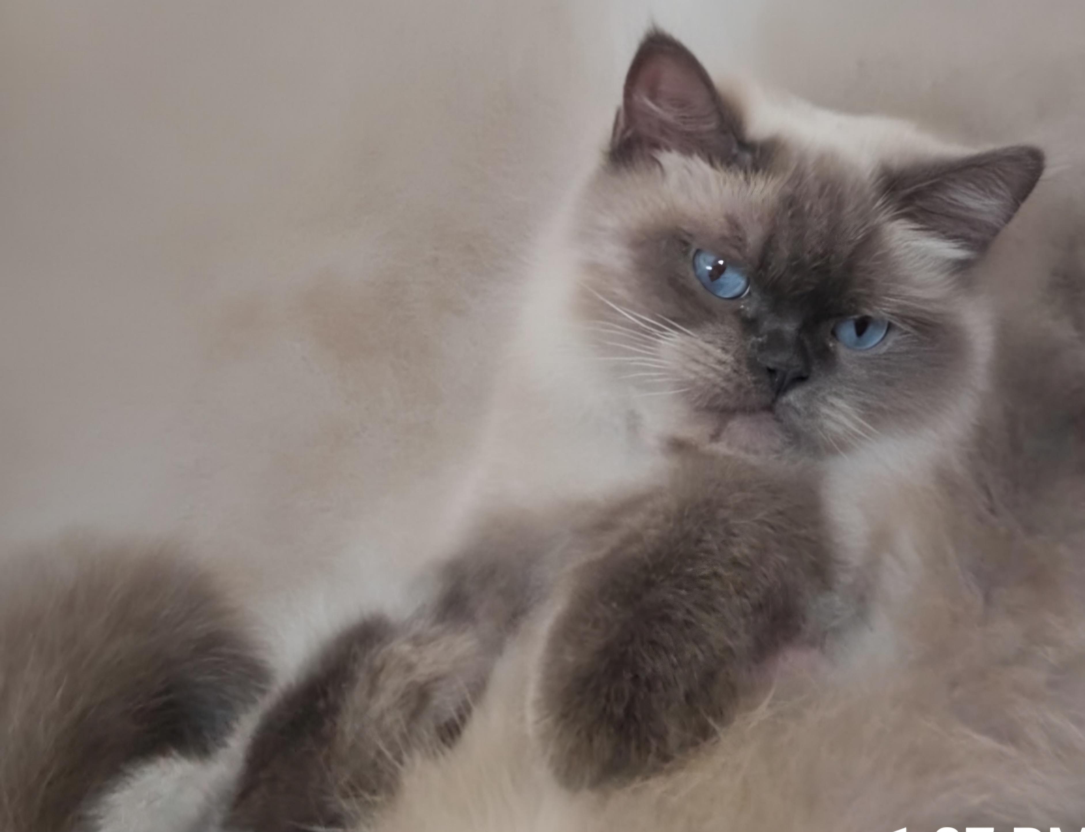 Blue, Adoptable, Young Female British Shorthair.