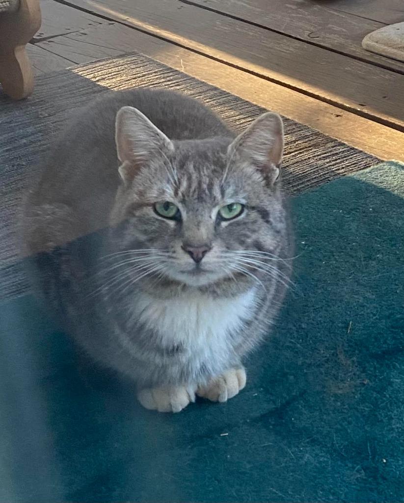 Simon, Adoptable, Young Male Domestic Short Hair.