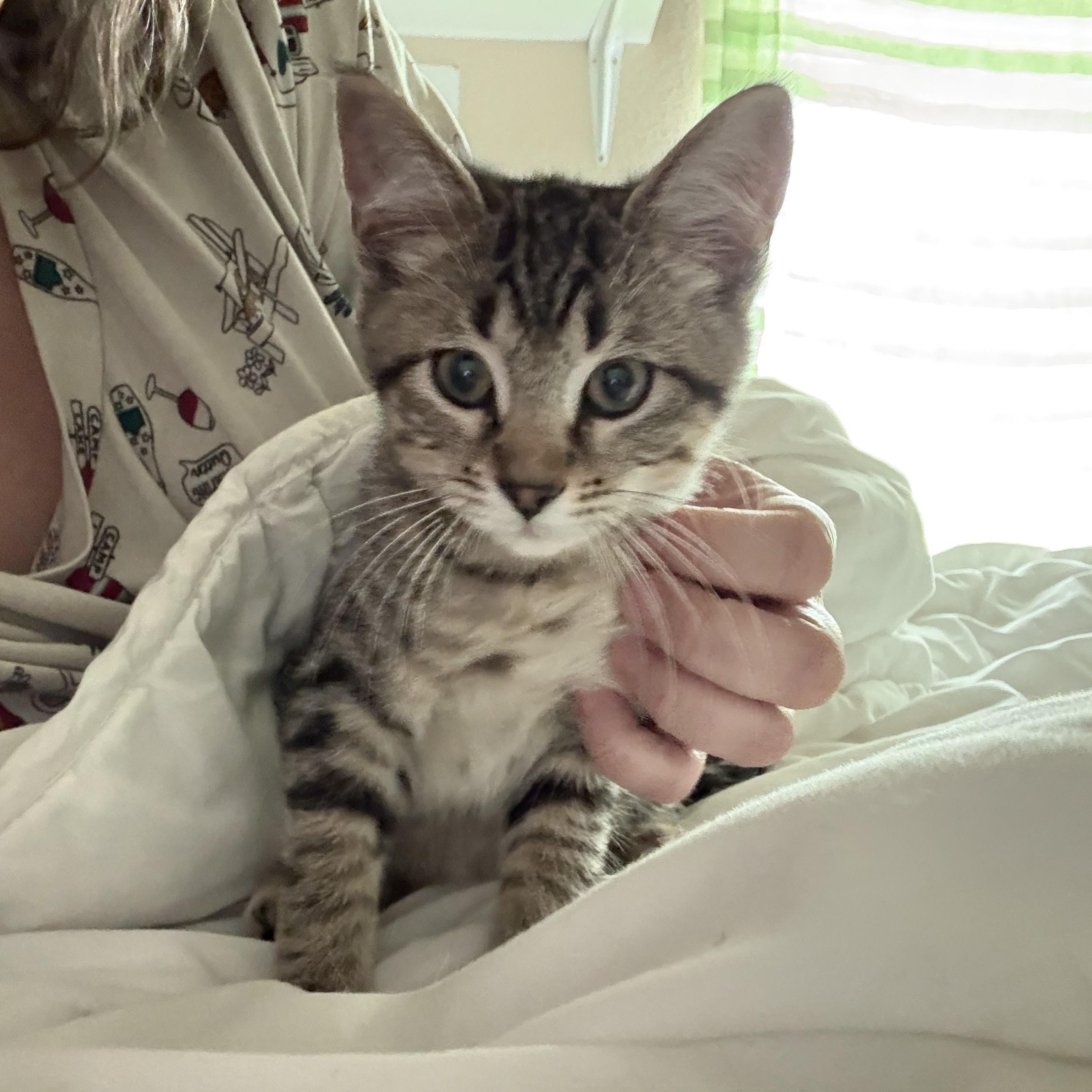 Eira, an adopted Domestic Short Hair in Colcord, OK image 3/6