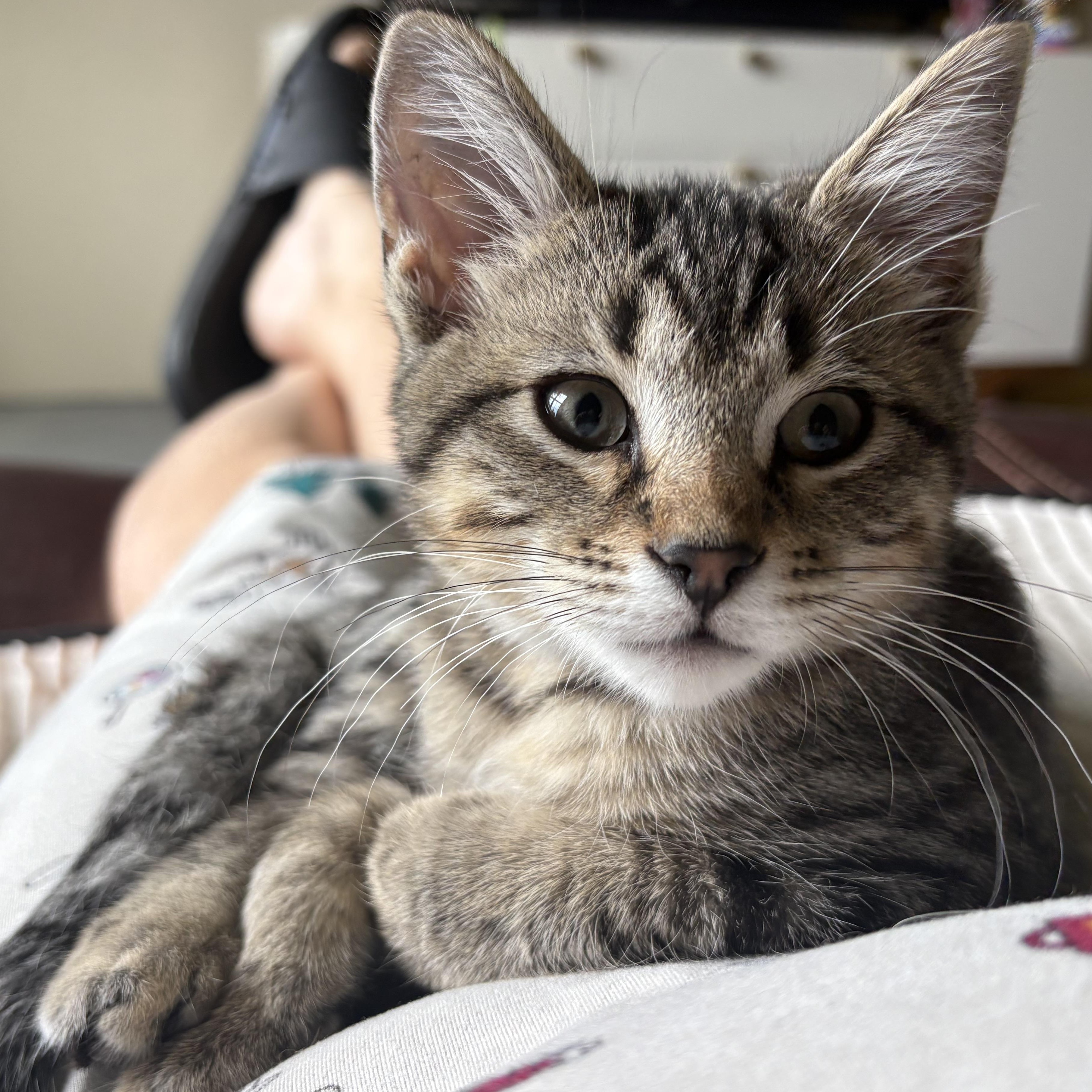 Eira, an adopted Domestic Short Hair in Colcord, OK image 1/6
