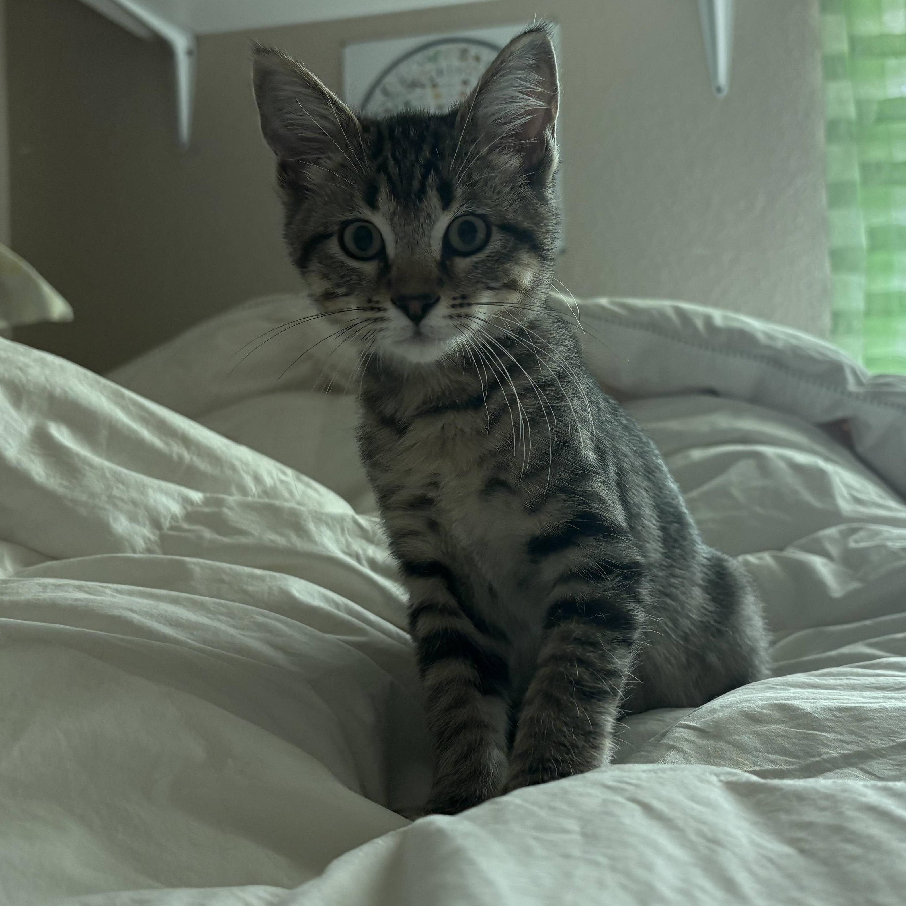 Eira, an adopted Domestic Short Hair in Colcord, OK image 2/6