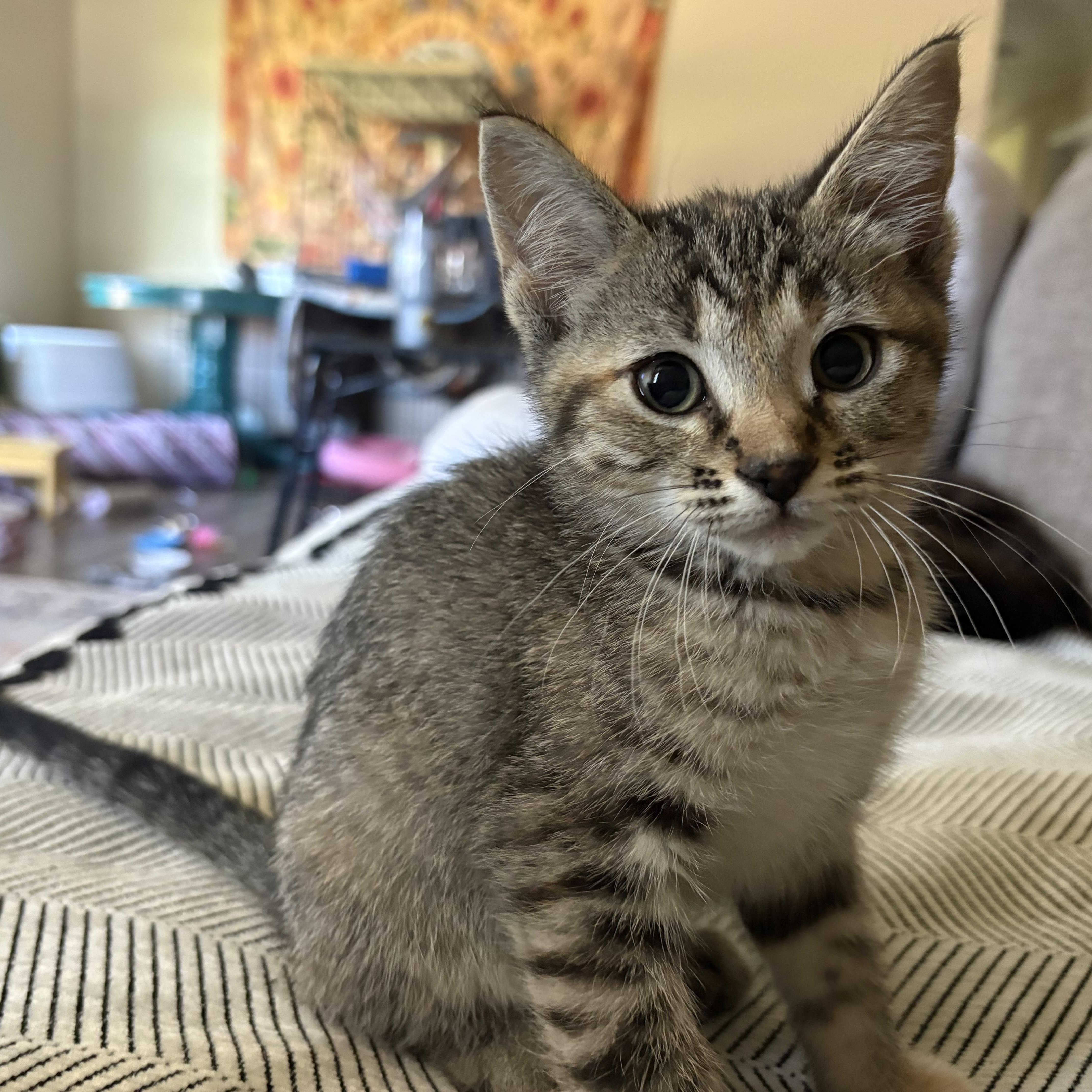 Eira, an adopted Domestic Short Hair in Colcord, OK image 5/6