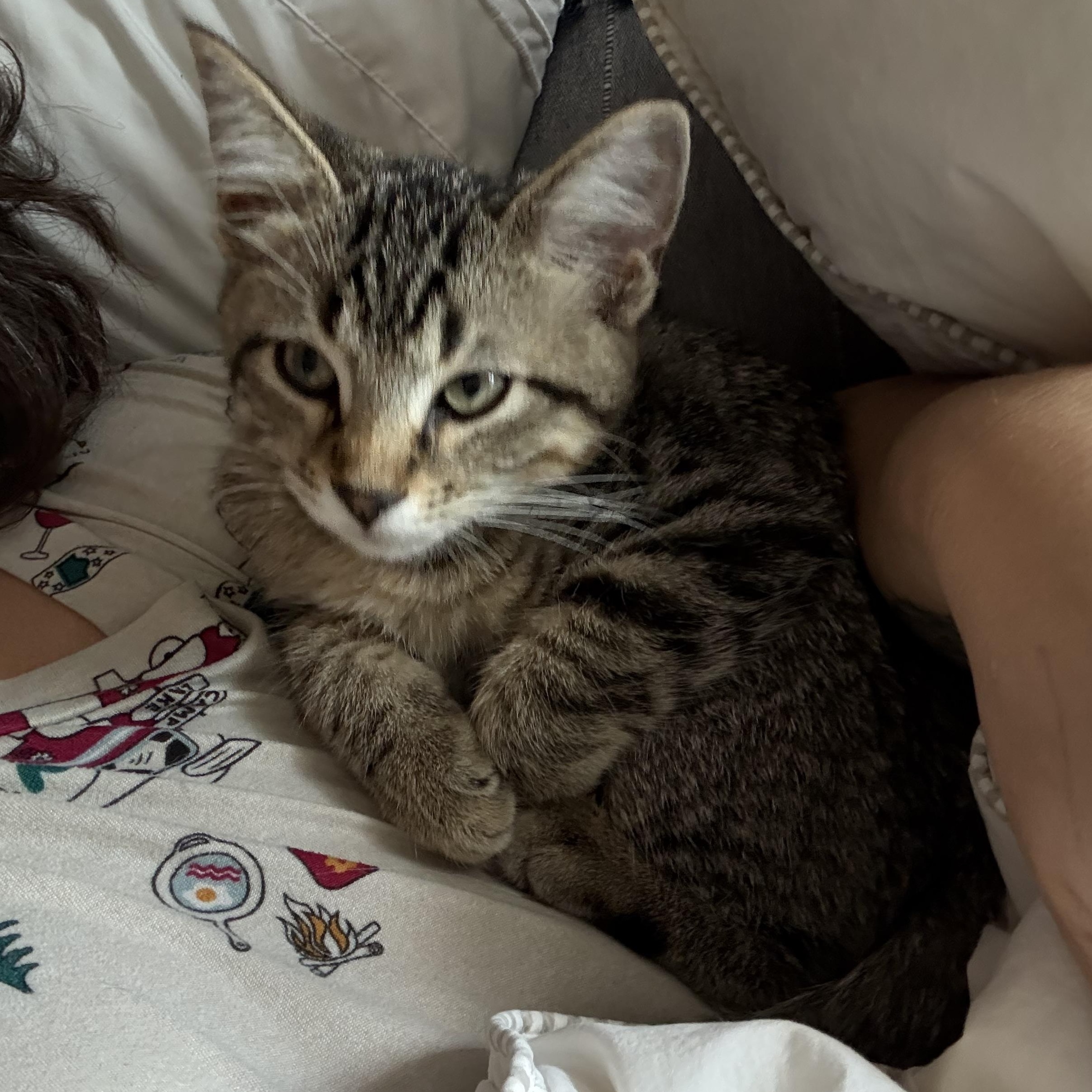 Eira, an adopted Domestic Short Hair in Colcord, OK image 6/6