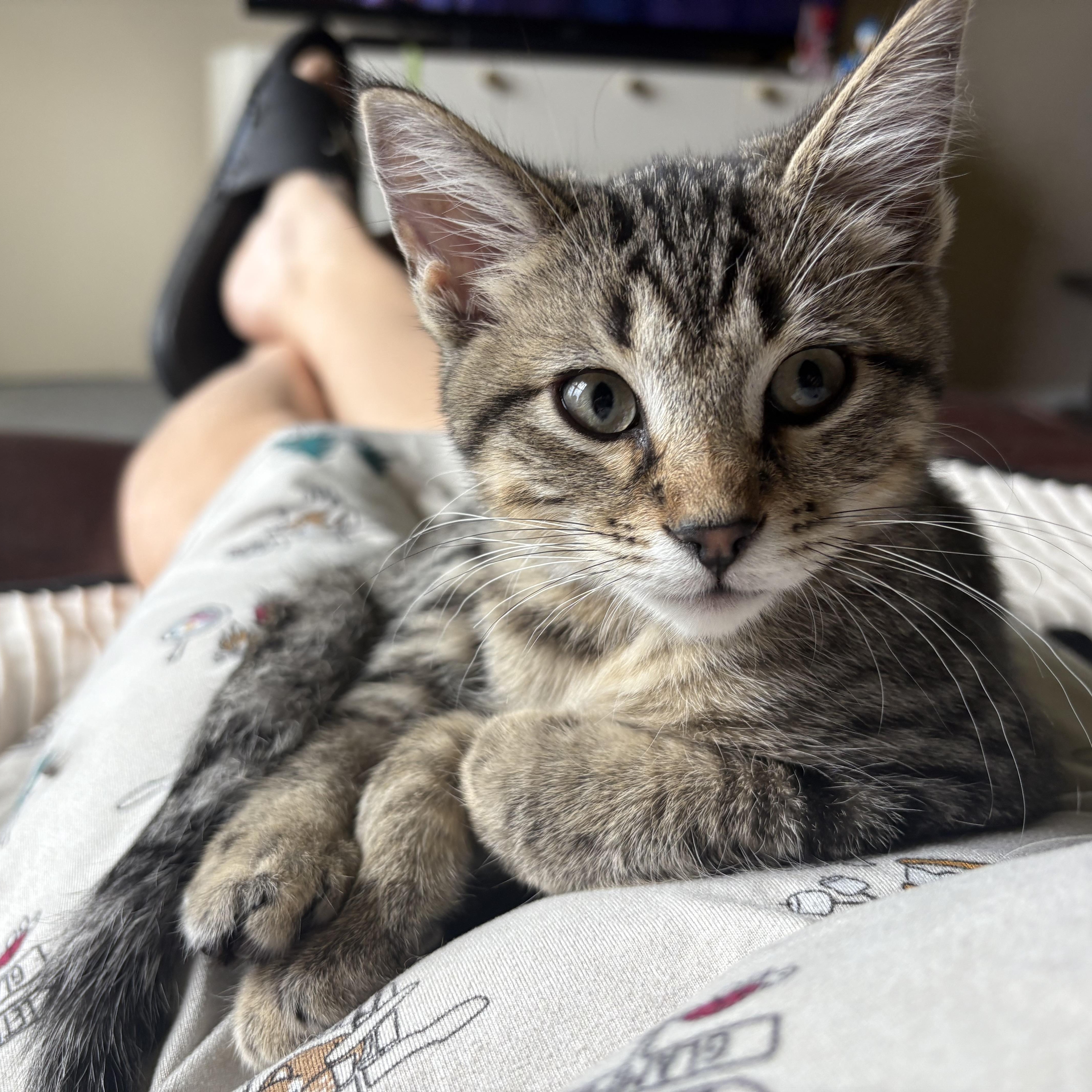 Eira, an adopted Domestic Short Hair in Colcord, OK image 4/6