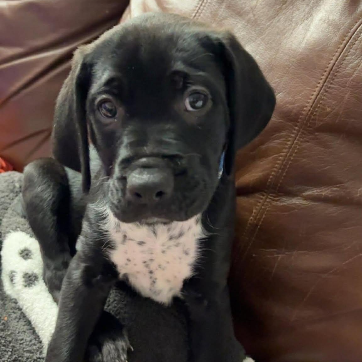 Fern, adopted, Puppy Male German Shorthaired Pointer & Boxer.
