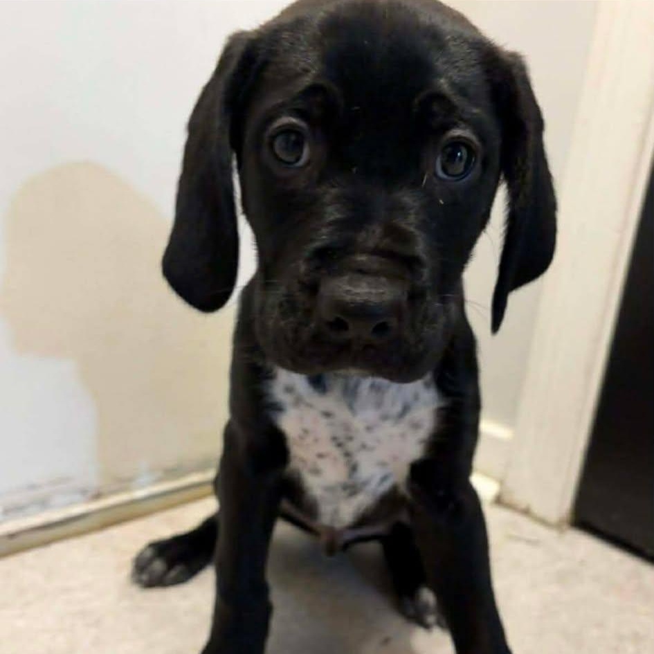 Fern, an adopted mixed breed in Rochester, NY image 2/4