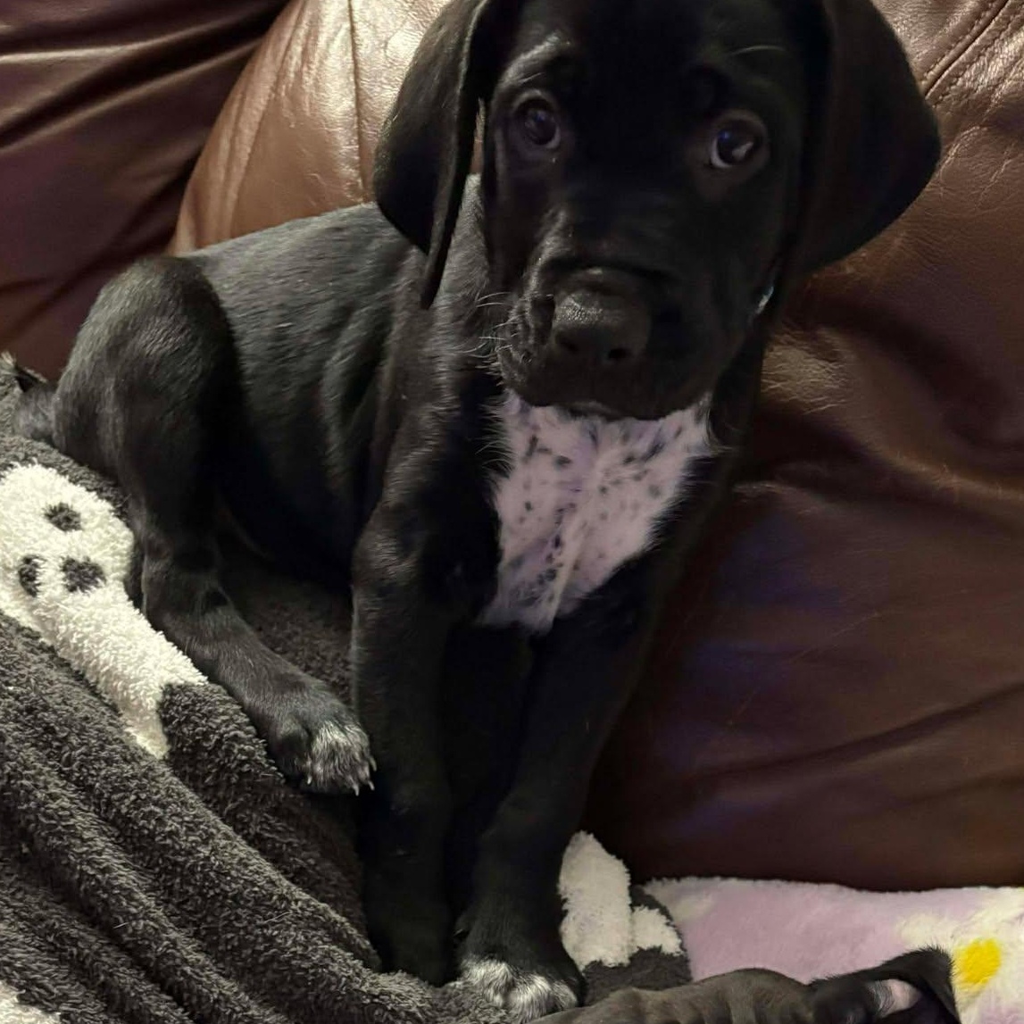 Fern, an adopted mixed breed in Rochester, NY image 3/4