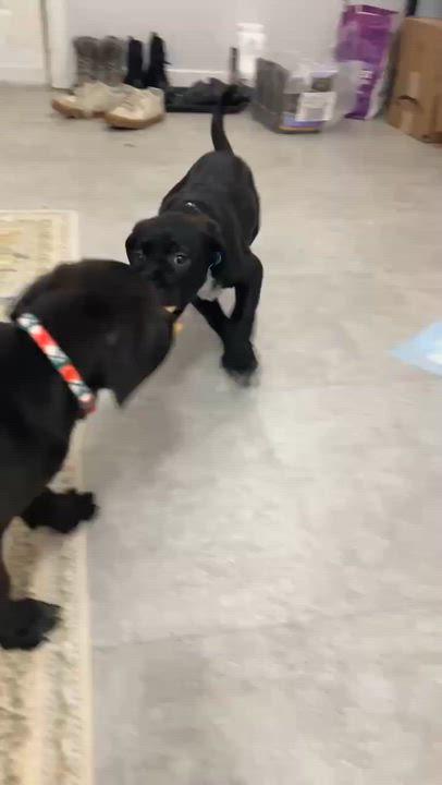 Enlarge Fern, an adopted mixed breed in Rochester, NY video 4/4