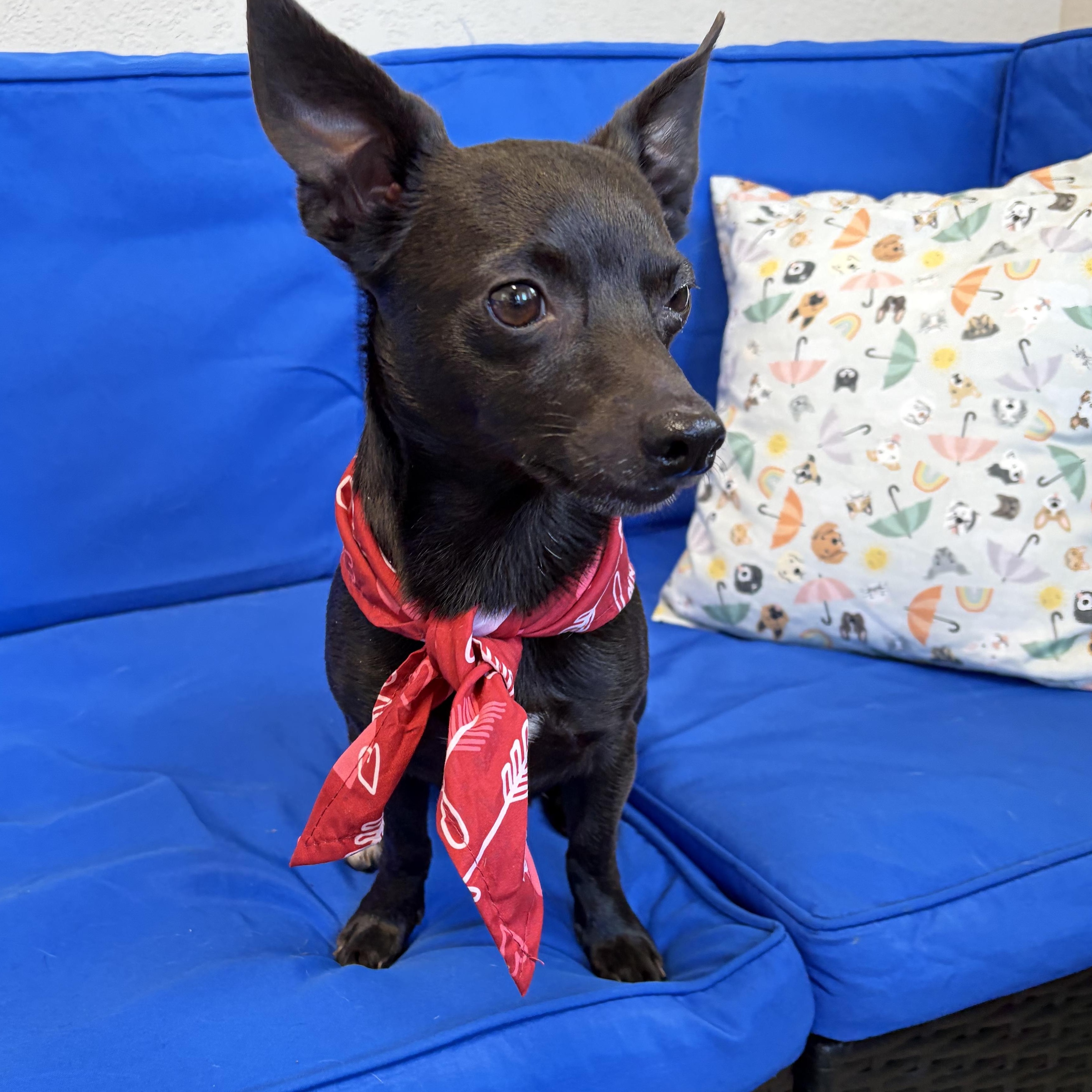 Enlarge Skeeter, an adopted Chihuahua in Plant City, FL image 1/2