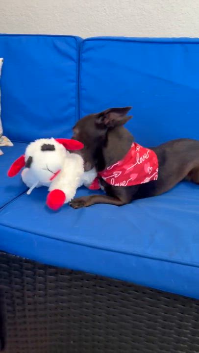 Enlarge Skeeter, an adopted Chihuahua in Plant City, FL video 2/2