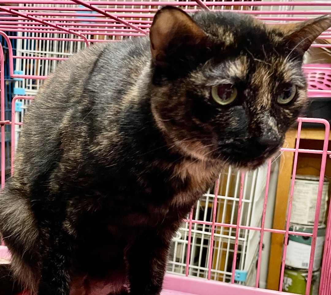 Enlarge Deonna, a Adoptable mixed breed in New Orleans, LA image 1/6